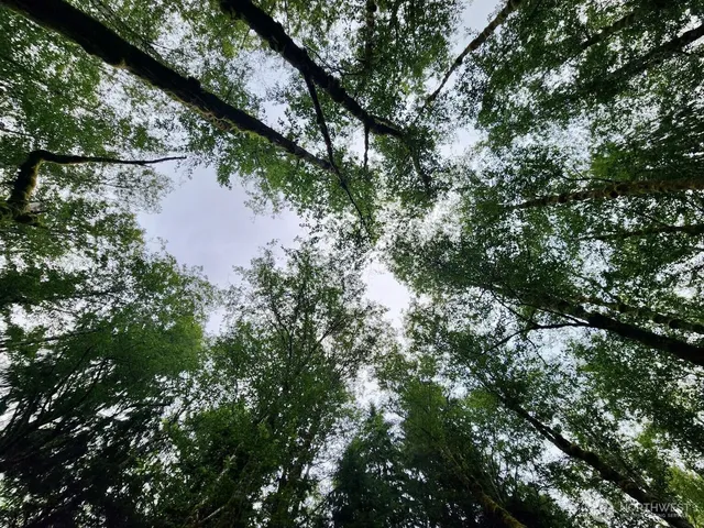 $124,997 | 0 Dowan Creek Road, Forks, WA 98331