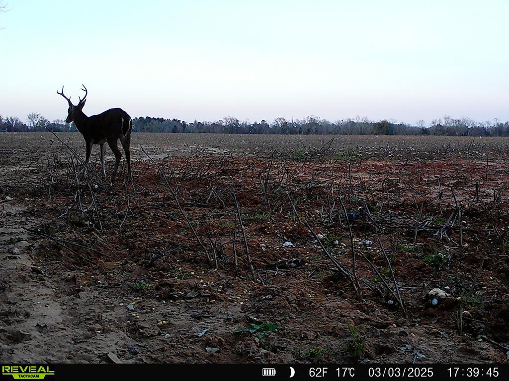 0 Macedonia Ch Road Columbia, AL 36319 - Photo 52 of 61