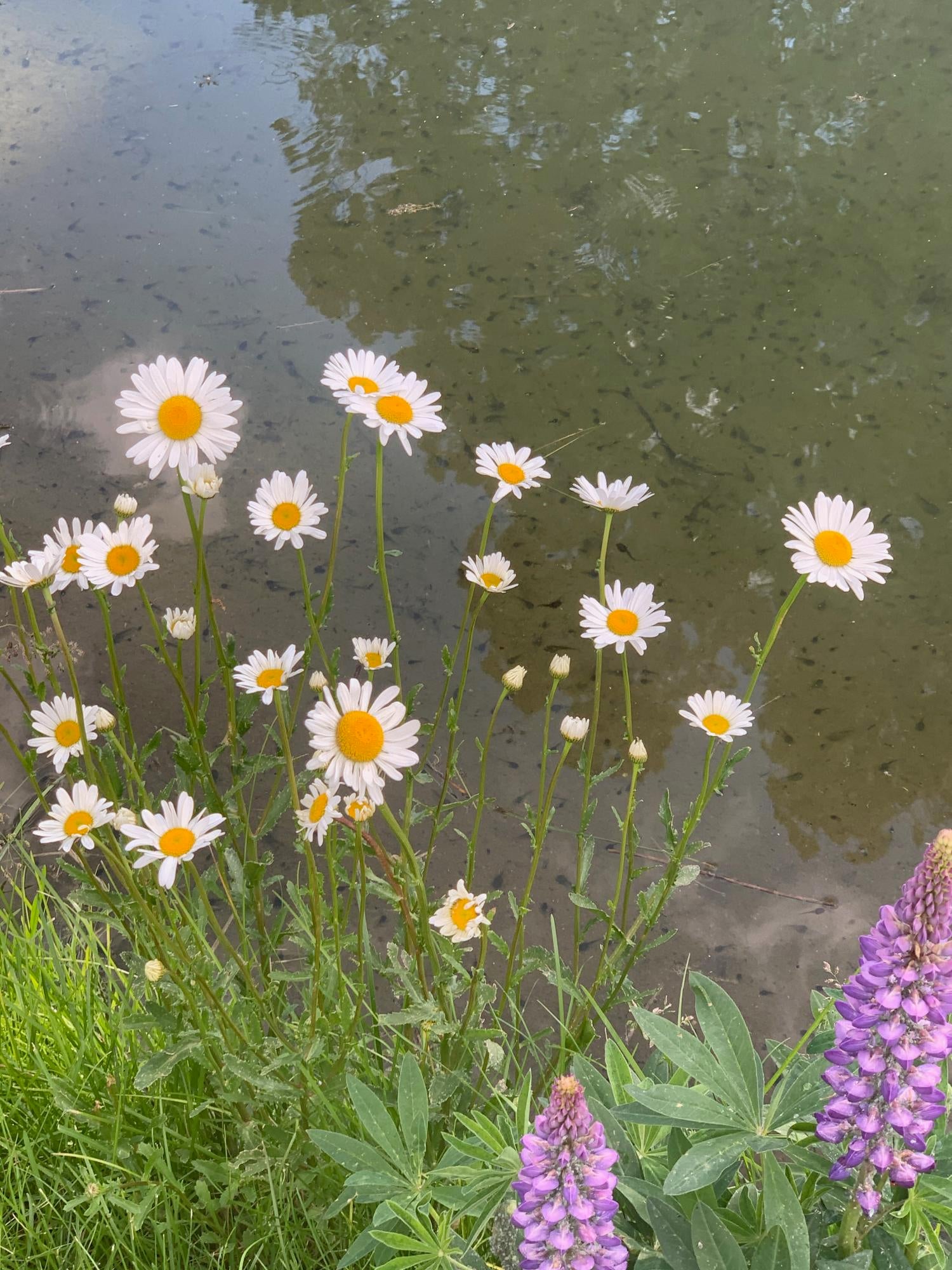 64281 Deschutes Market Road Bend, OR 97701 - Photo 41 of 43 Shasta Daisies in July