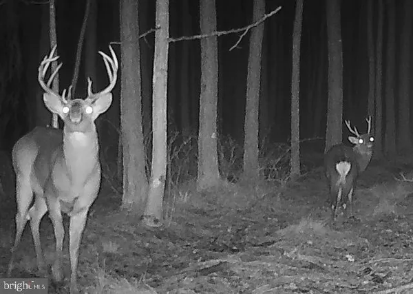 a view of a park with large trees
