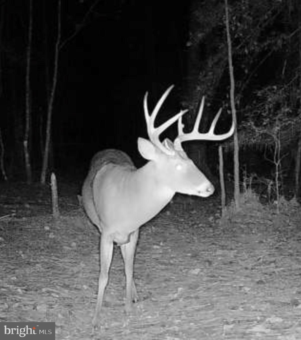 7 Muddy Hole Road Tyaskin, MD 21865 - Photo 12 of 96