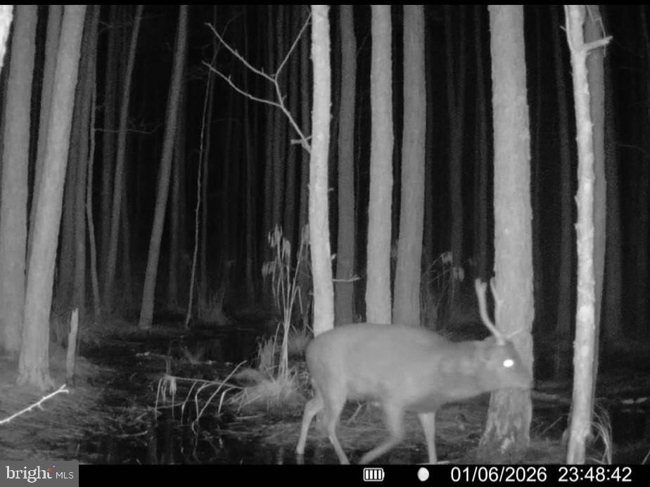 7 Muddy Hole Road Tyaskin, MD 21865 - Photo 16 of 96