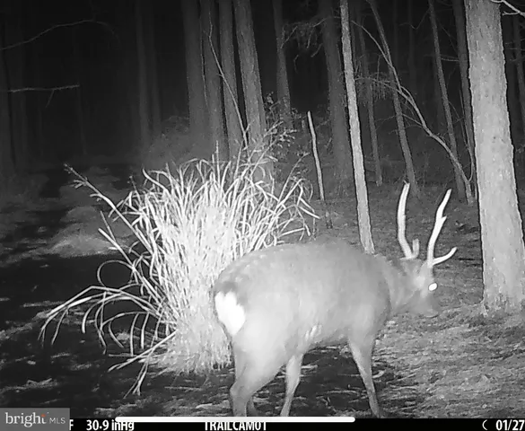 a view of outdoor space with wooden floor