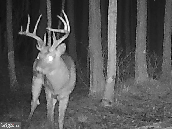 7 Muddy Hole Road Tyaskin, MD 21865 - Photo 24 of 96