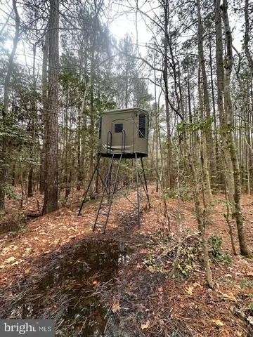 a view of a forest with trees