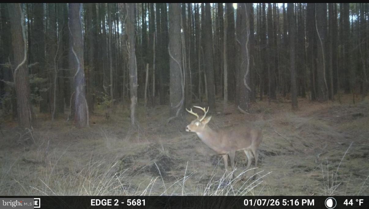 7 Muddy Hole Road Tyaskin, MD 21865 - Photo 26 of 96