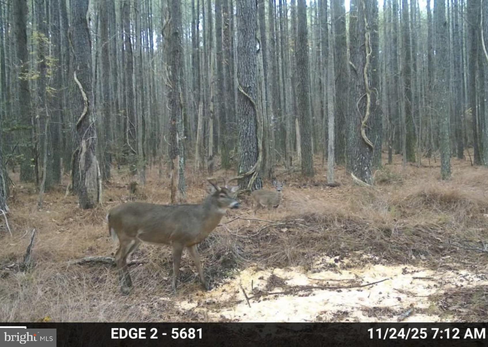 7 Muddy Hole Road Tyaskin, MD 21865 - Photo 32 of 96