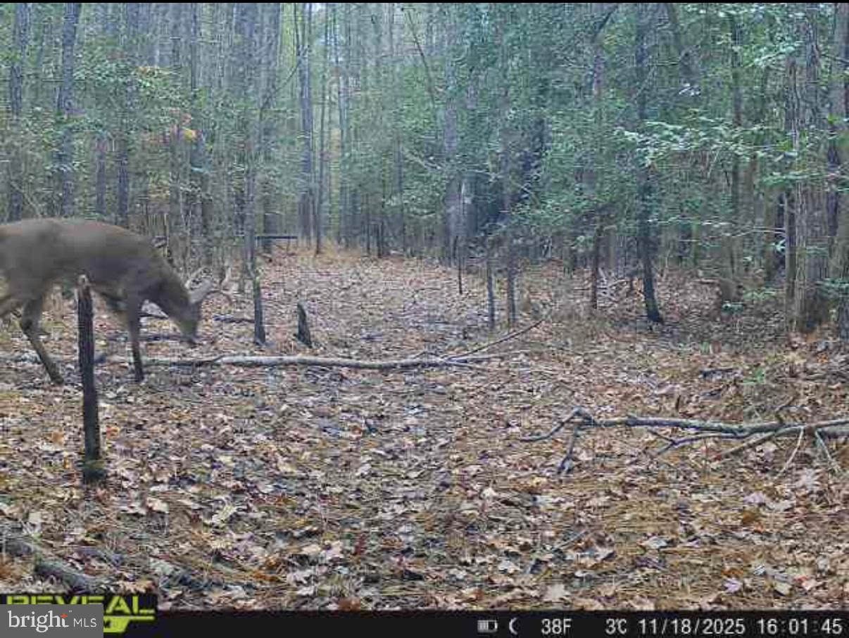 7 Muddy Hole Road Tyaskin, MD 21865 - Photo 35 of 96