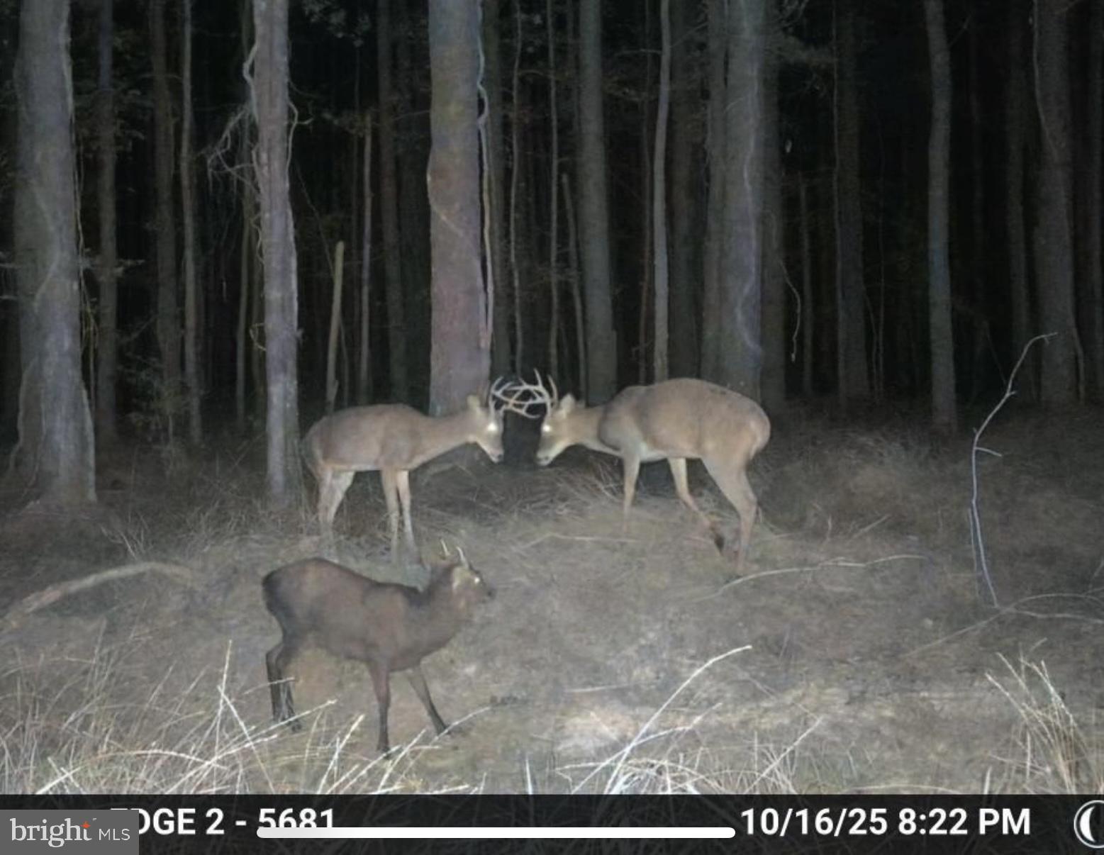 7 Muddy Hole Road Tyaskin, MD 21865 - Photo 37 of 96