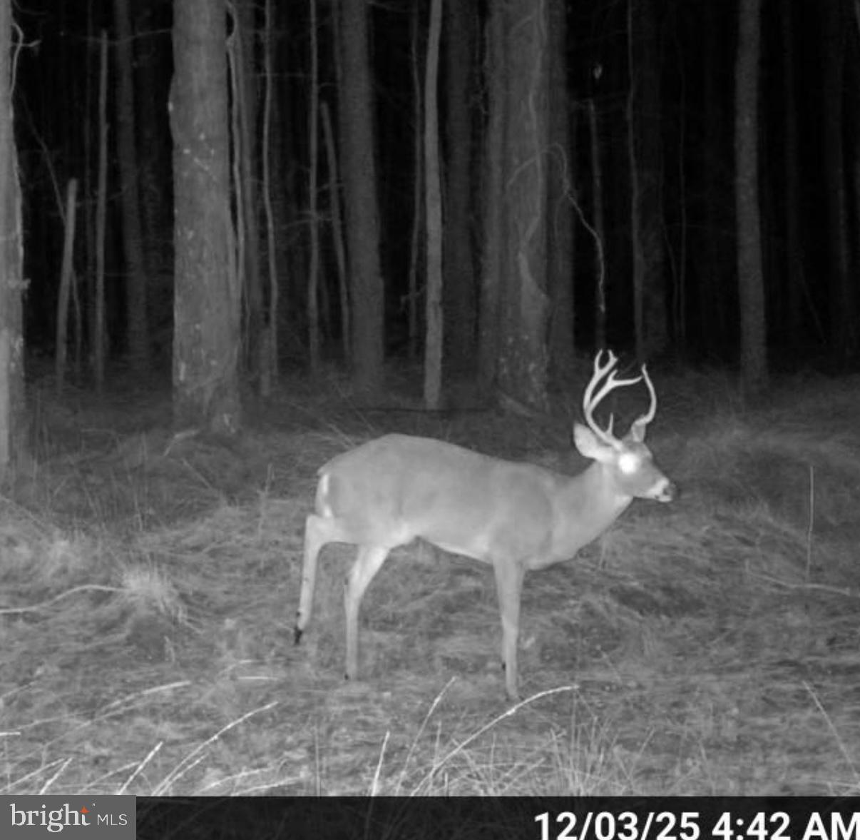 7 Muddy Hole Road Tyaskin, MD 21865 - Photo 40 of 96