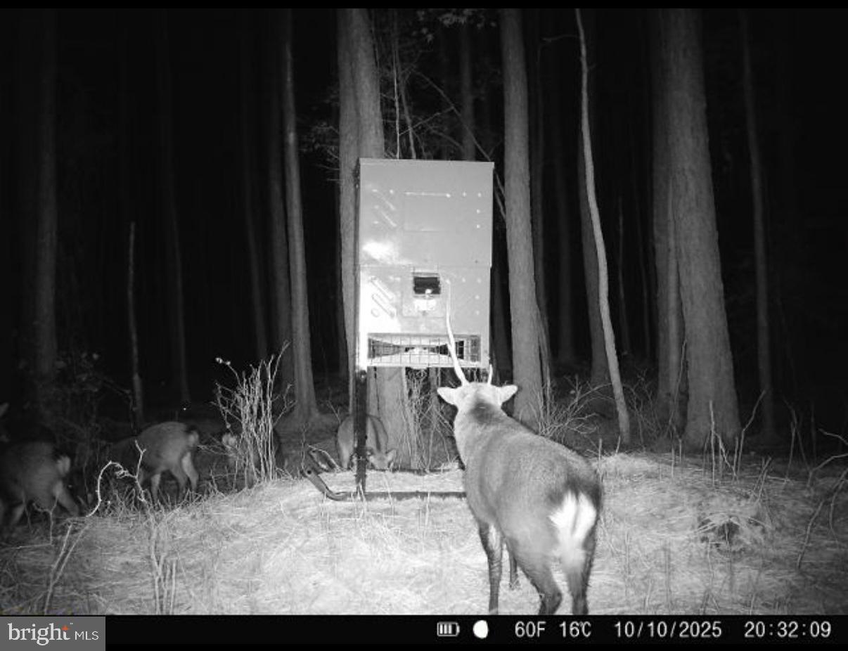 7 Muddy Hole Road Tyaskin, MD 21865 - Photo 41 of 96