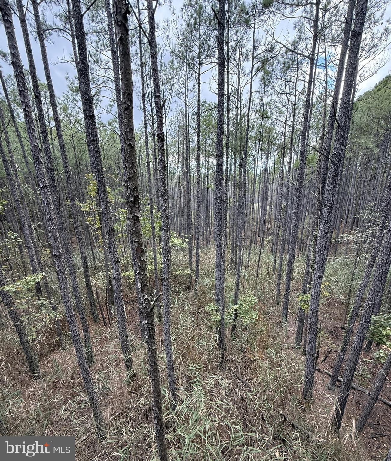 7 Muddy Hole Road Tyaskin, MD 21865 - Photo 42 of 96