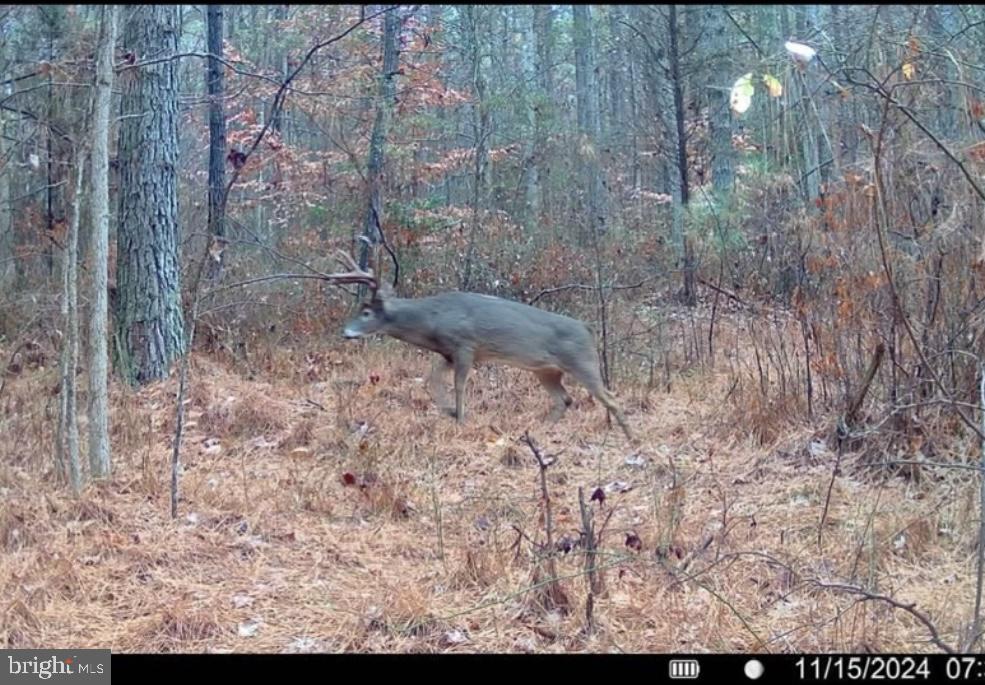 7 Muddy Hole Road Tyaskin, MD 21865 - Photo 43 of 96