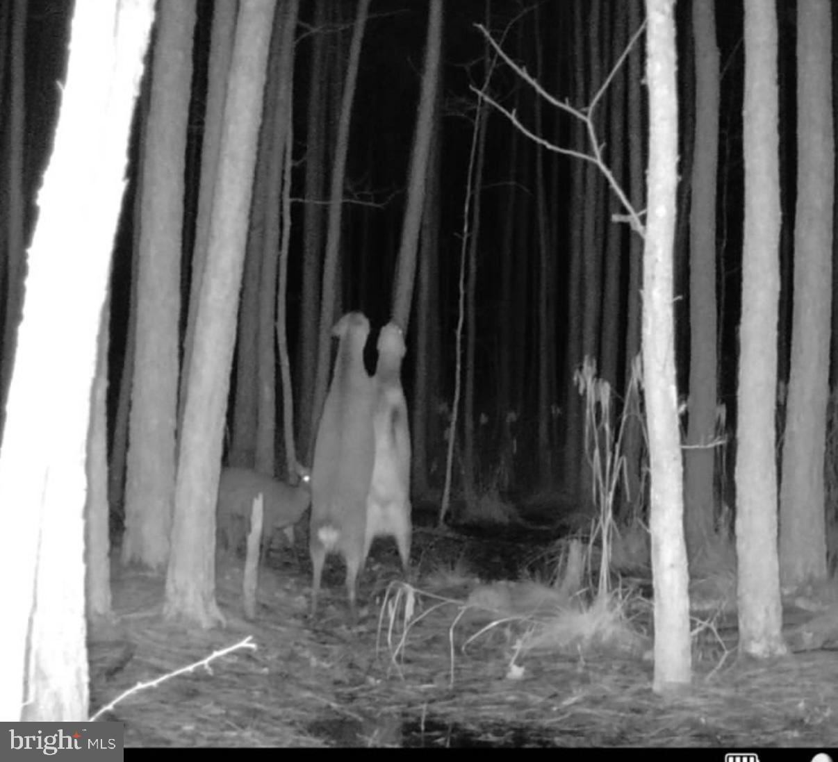 7 Muddy Hole Road Tyaskin, MD 21865 - Photo 48 of 96