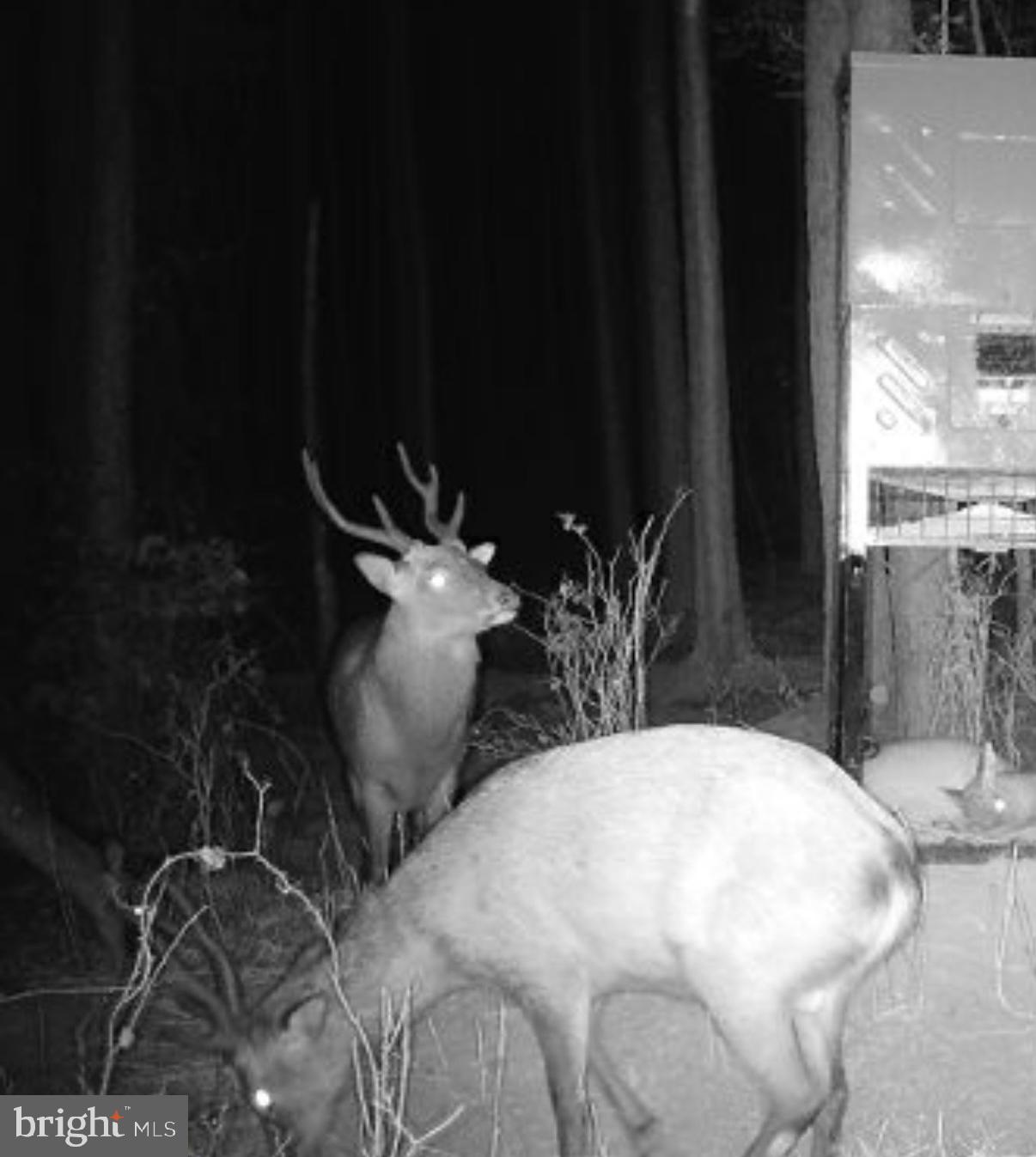 7 Muddy Hole Road Tyaskin, MD 21865 - Photo 53 of 96