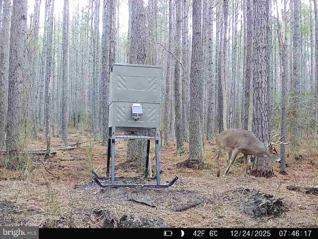 $199,000 | 7 Muddy Hole Road, Tyaskin, MD 21865