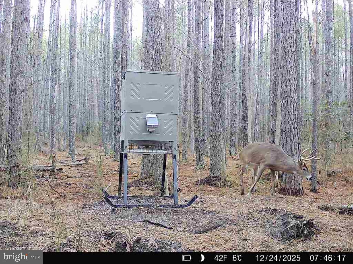 7 Muddy Hole Road Tyaskin, MD 21865 - Photo 54 of 96