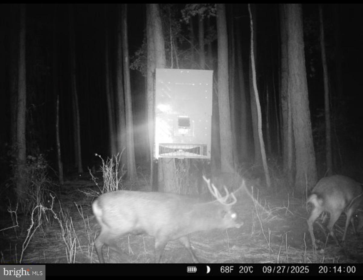 7 Muddy Hole Road Tyaskin, MD 21865 - Photo 55 of 96