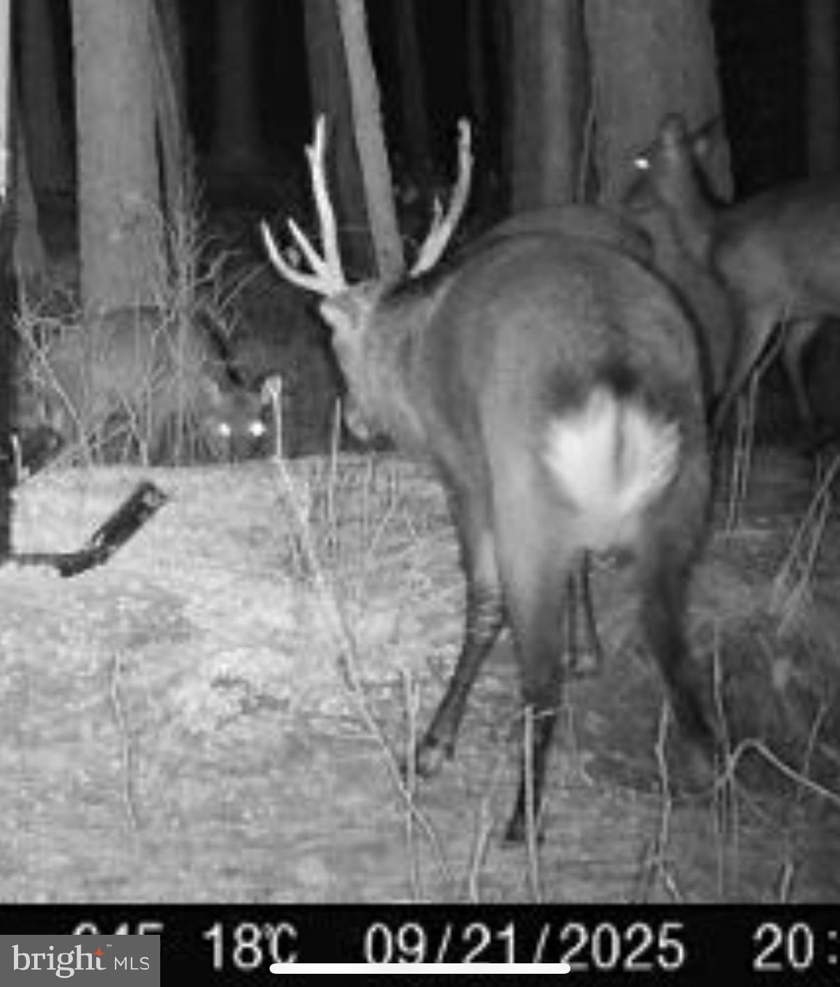 7 Muddy Hole Road Tyaskin, MD 21865 - Photo 56 of 96