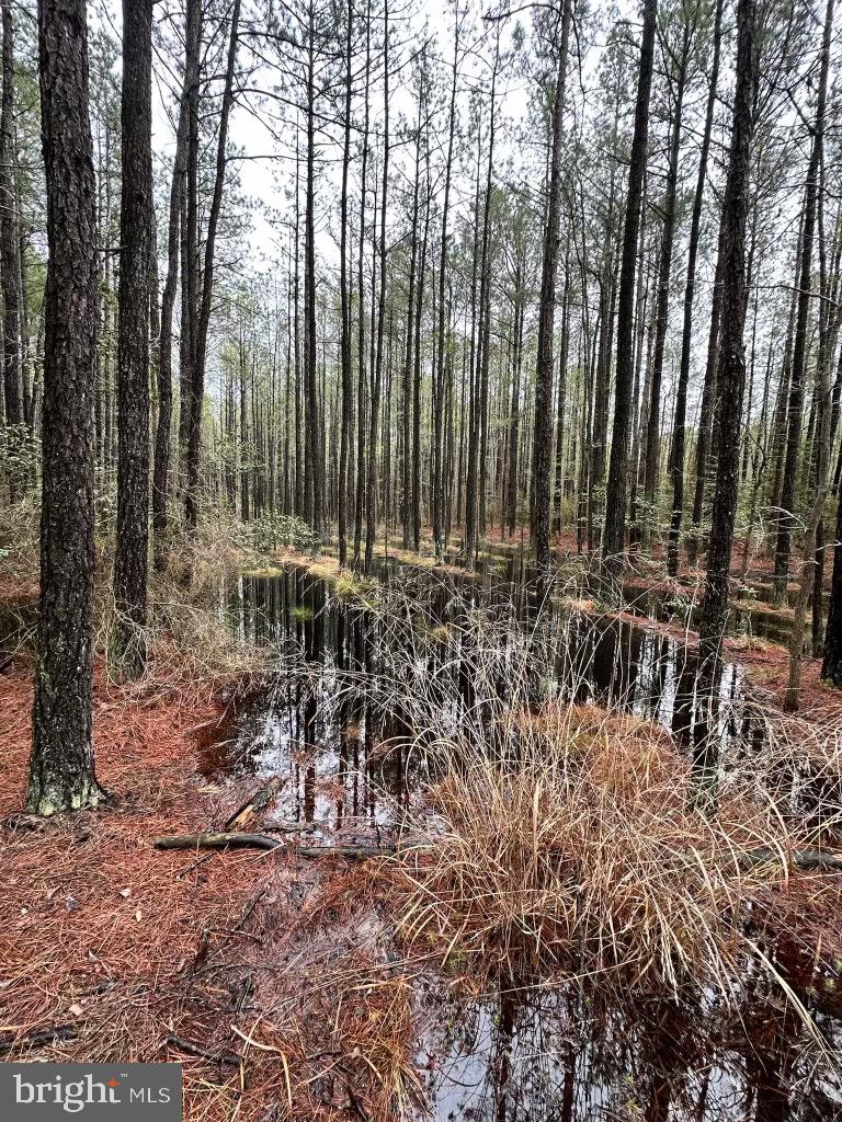 7 Muddy Hole Road Tyaskin, MD 21865 - Photo 57 of 96