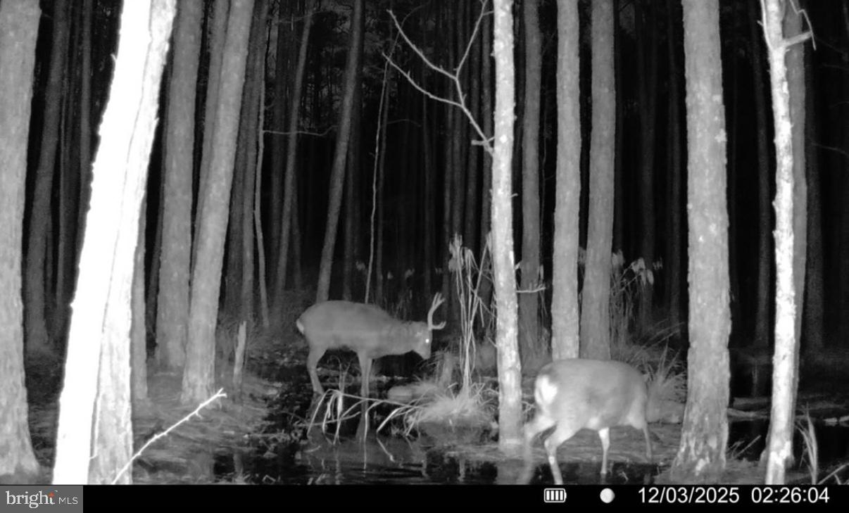 7 Muddy Hole Road Tyaskin, MD 21865 - Photo 58 of 96