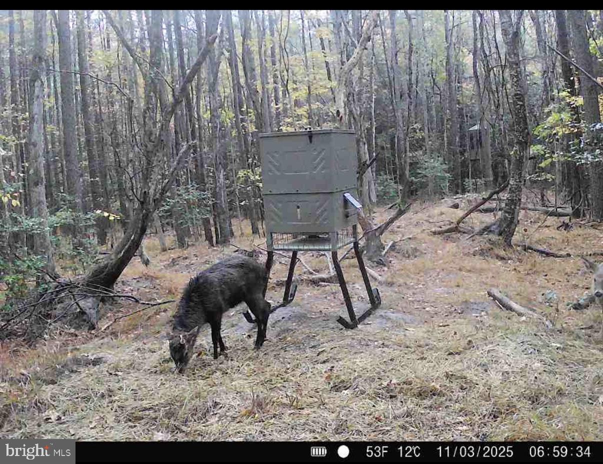 7 Muddy Hole Road Tyaskin, MD 21865 - Photo 60 of 96