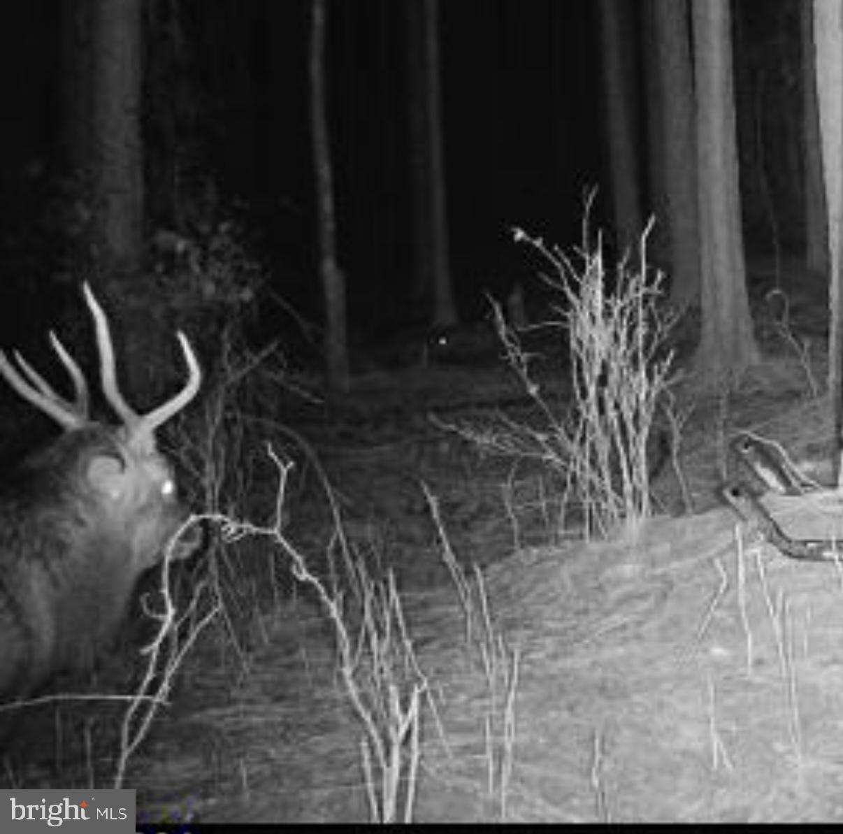 7 Muddy Hole Road Tyaskin, MD 21865 - Photo 6 of 96