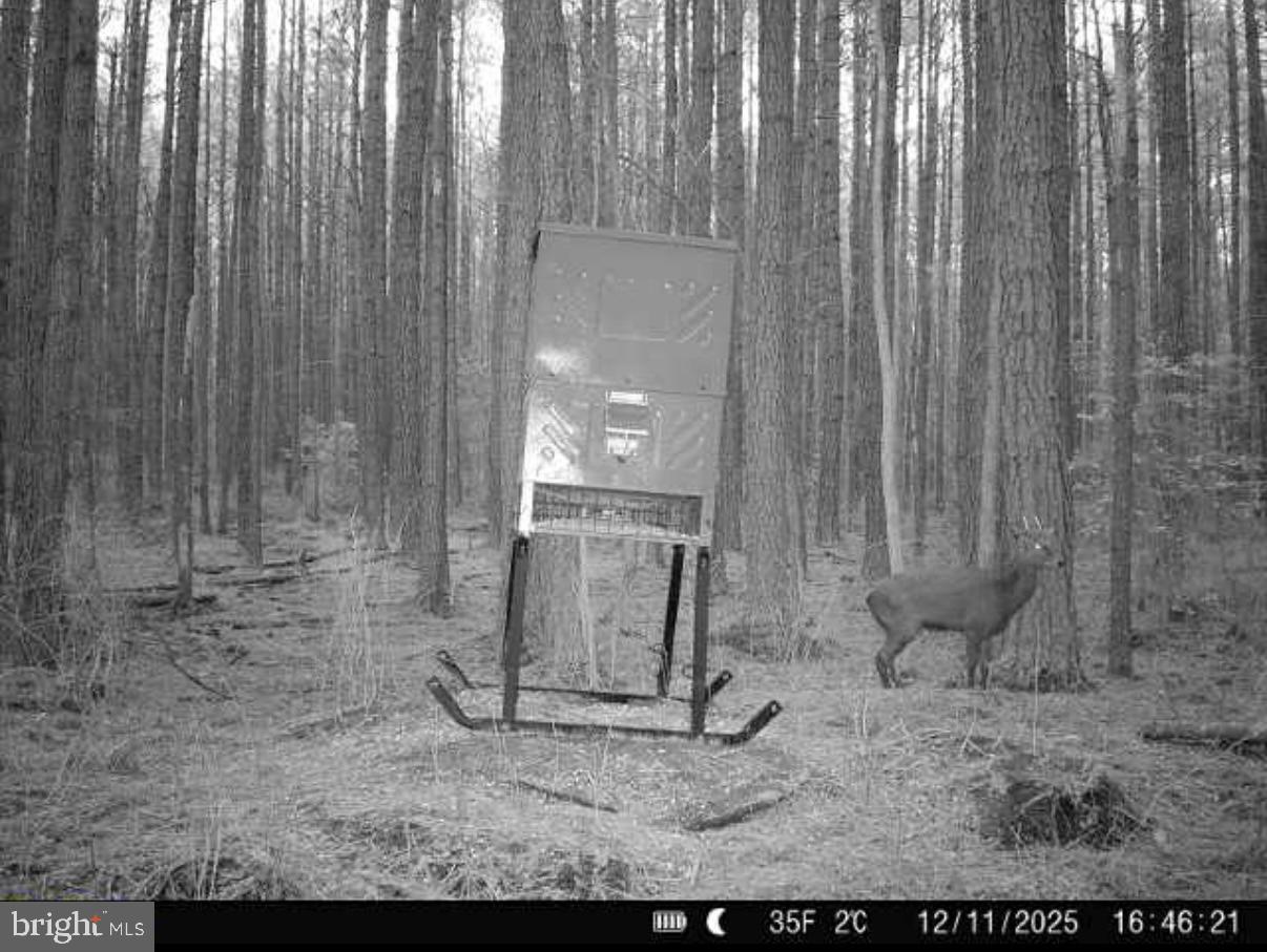 7 Muddy Hole Road Tyaskin, MD 21865 - Photo 63 of 96