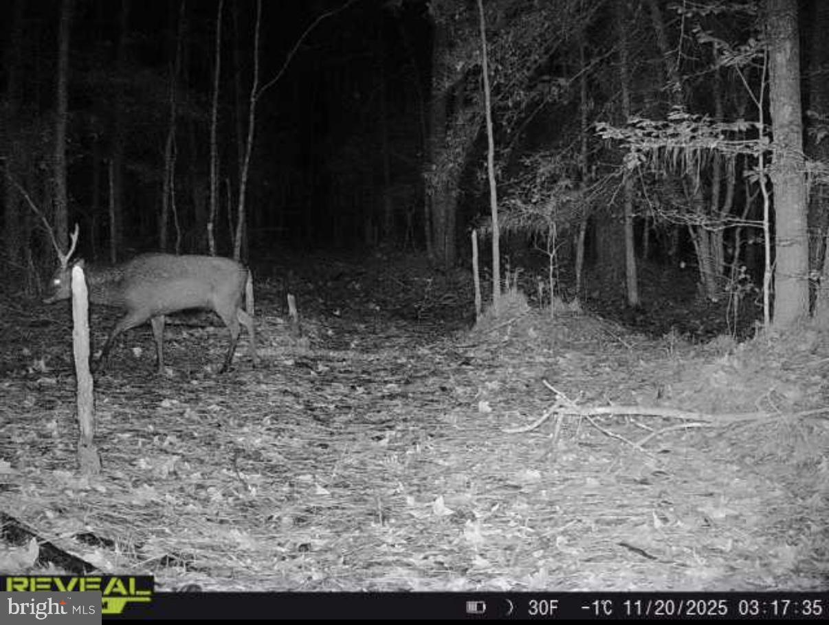 7 Muddy Hole Road Tyaskin, MD 21865 - Photo 68 of 96