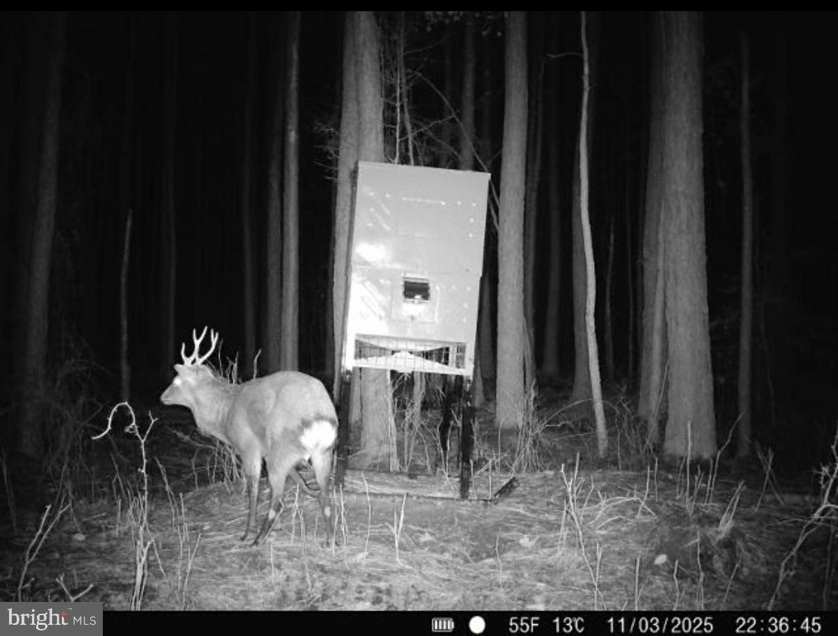 7 Muddy Hole Road Tyaskin, MD 21865 - Photo 69 of 96