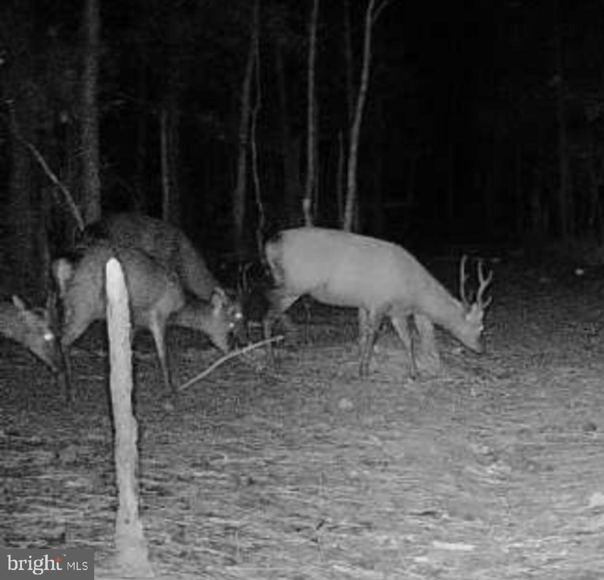 7 Muddy Hole Road Tyaskin, MD 21865 - Photo 71 of 96