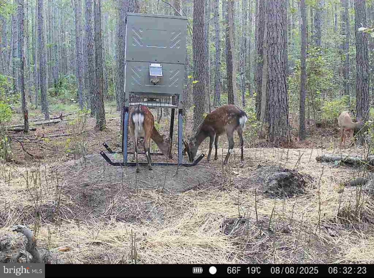 7 Muddy Hole Road Tyaskin, MD 21865 - Photo 76 of 96