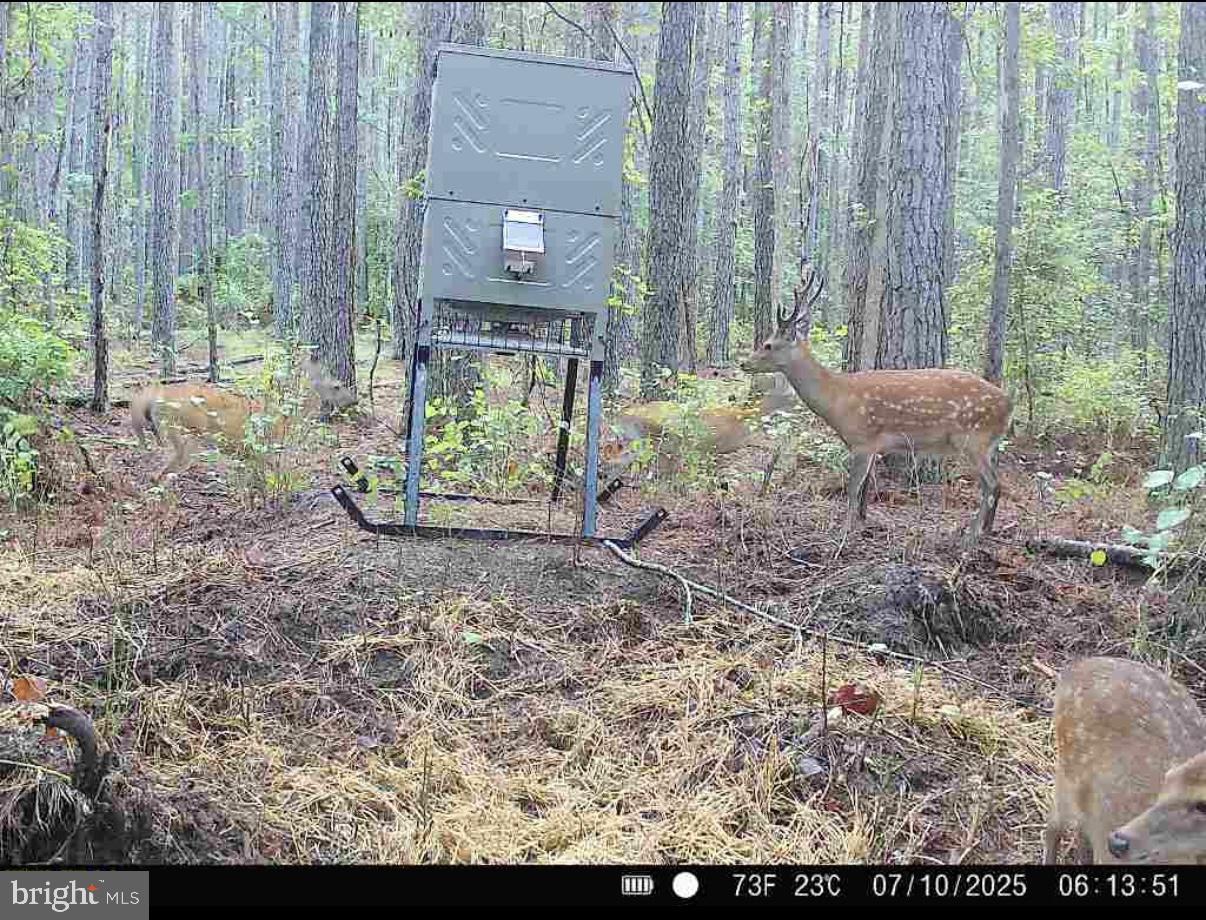 7 Muddy Hole Road Tyaskin, MD 21865 - Photo 77 of 96