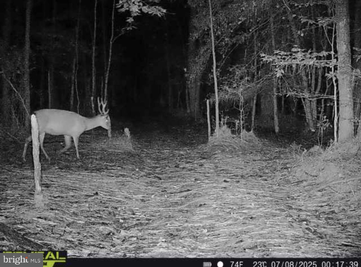 7 Muddy Hole Road Tyaskin, MD 21865 - Photo 78 of 96