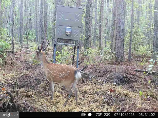 $199,000 | 7 Muddy Hole Road, Tyaskin, MD 21865