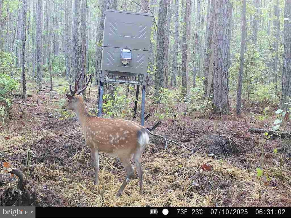 7 Muddy Hole Road Tyaskin, MD 21865 - Photo 79 of 96