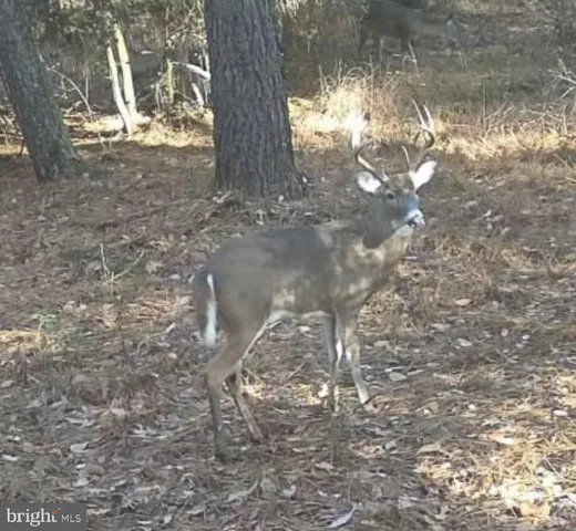 a view of balcony with a tree