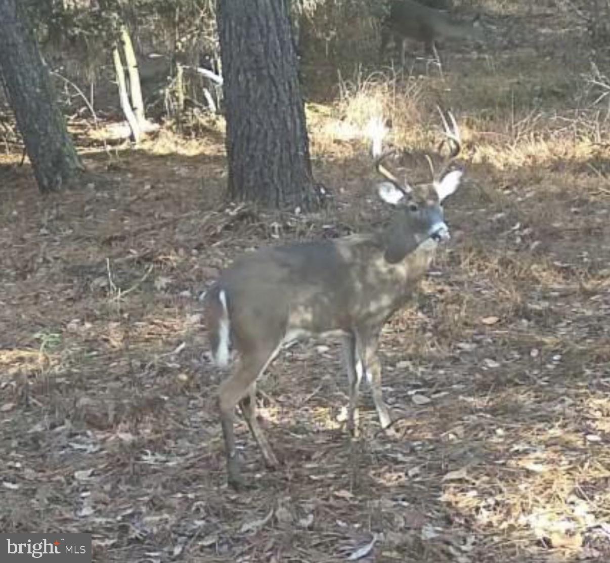 7 Muddy Hole Road Tyaskin, MD 21865 - Photo 8 of 96