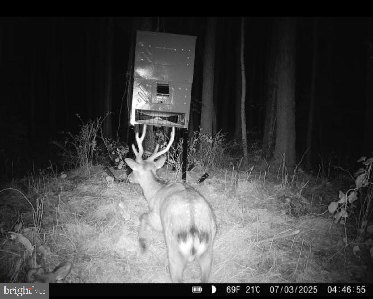 7 Muddy Hole Road Tyaskin, MD 21865 - Photo 81 of 96