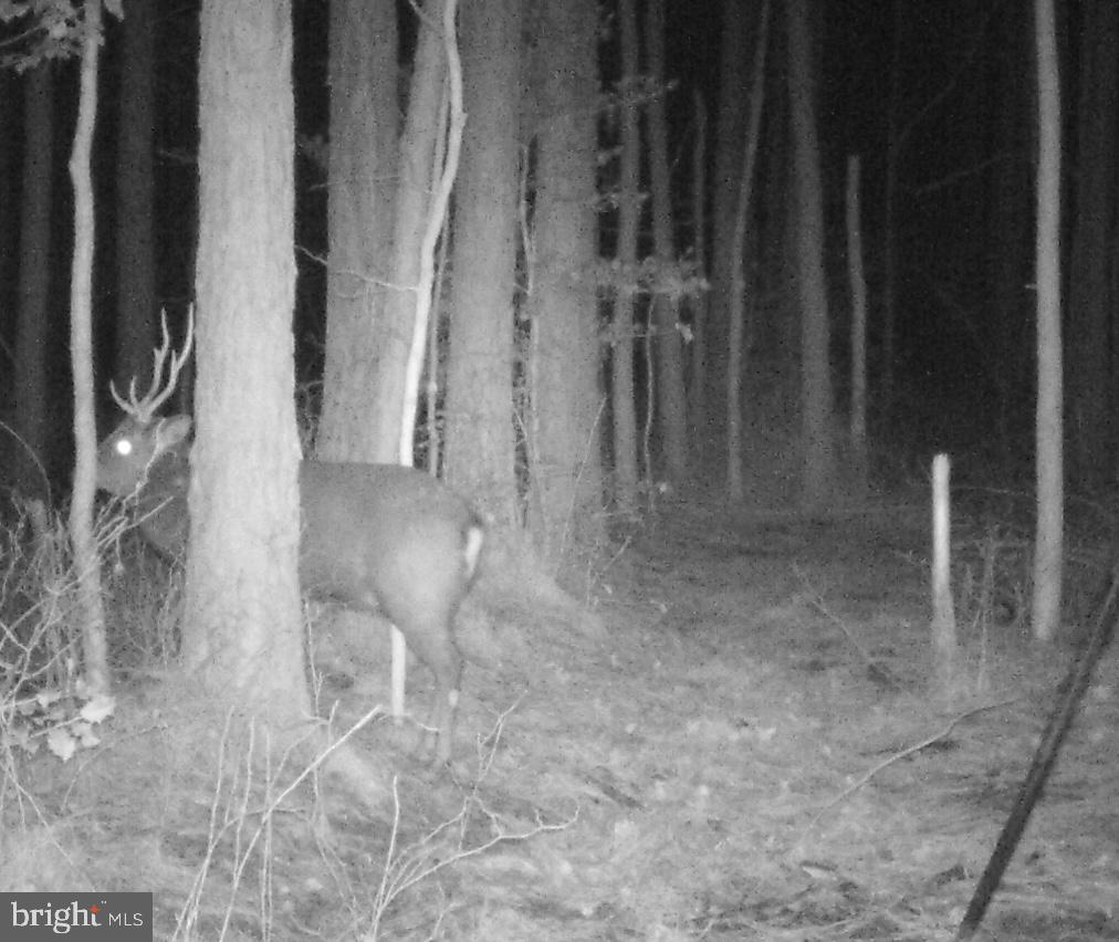 7 Muddy Hole Road Tyaskin, MD 21865 - Photo 86 of 96