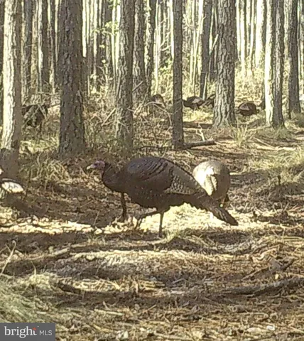 $199,000 | 7 Muddy Hole Road, Tyaskin, MD 21865