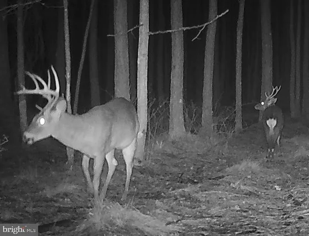 $199,000 | 7 Muddy Hole Road, Tyaskin, MD 21865