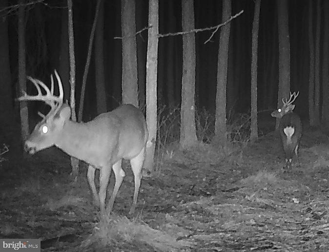 7 Muddy Hole Road Tyaskin, MD 21865 - Photo 88 of 96