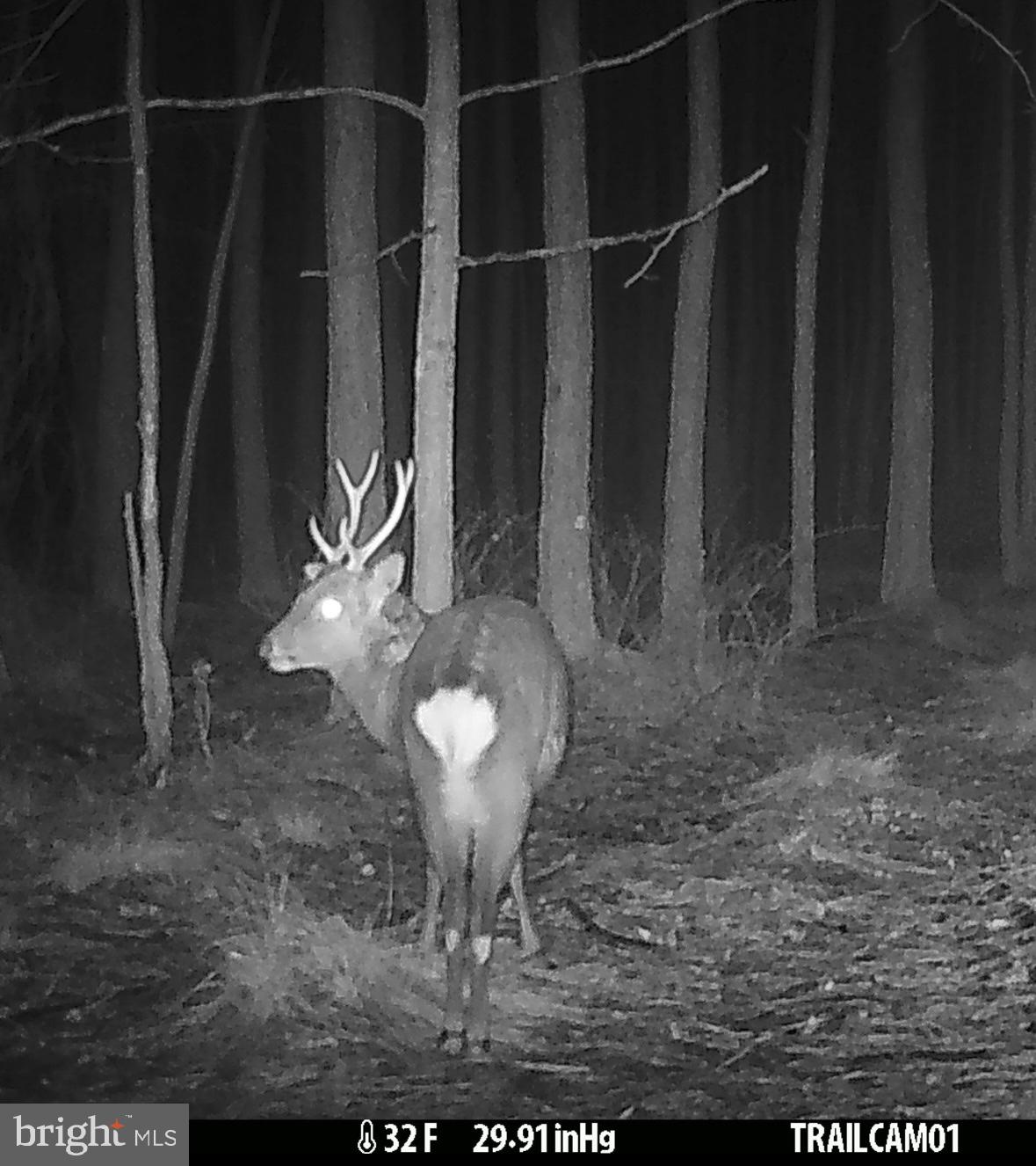 7 Muddy Hole Road Tyaskin, MD 21865 - Photo 90 of 96