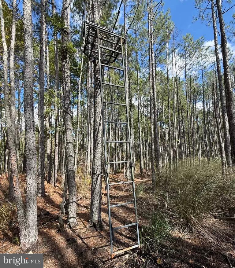 7 Muddy Hole Road Tyaskin, MD 21865 - Photo 9 of 96