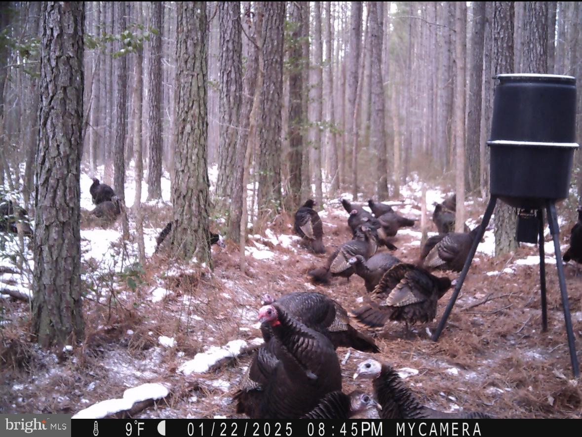 7 Muddy Hole Road Tyaskin, MD 21865 - Photo 91 of 96