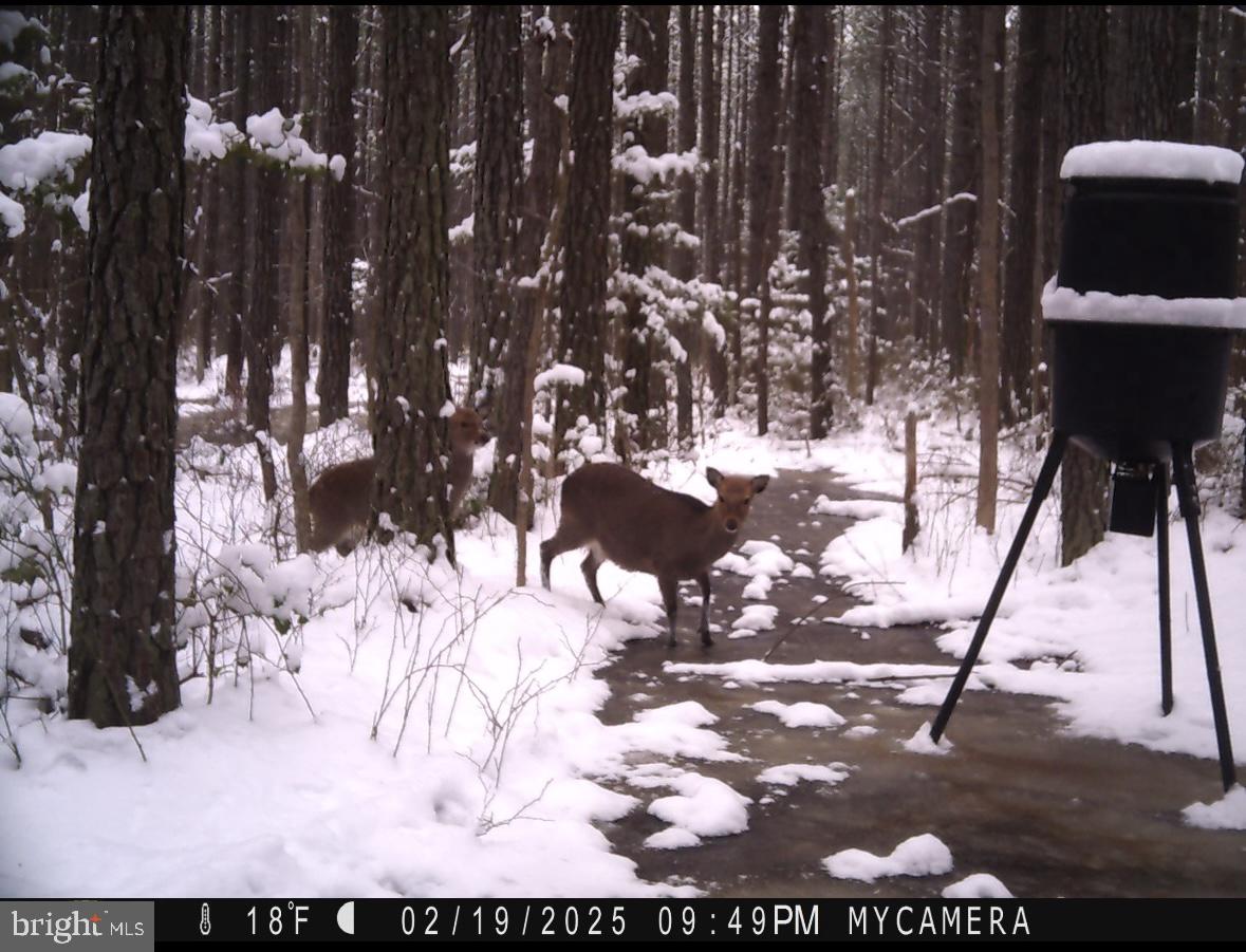 7 Muddy Hole Road Tyaskin, MD 21865 - Photo 92 of 96