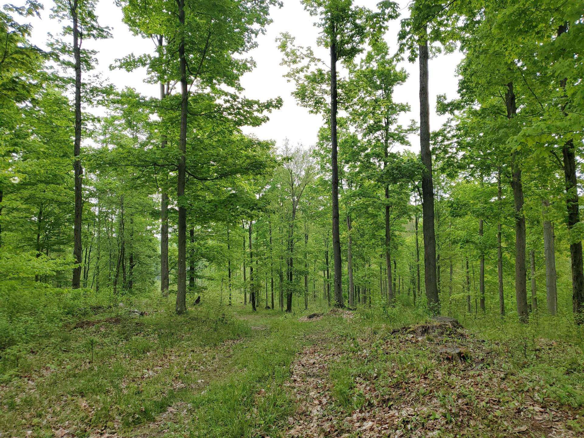 0 Litzen Road Copemish, MI 49625 - Photo 2 of 25 1911453-1.JPG