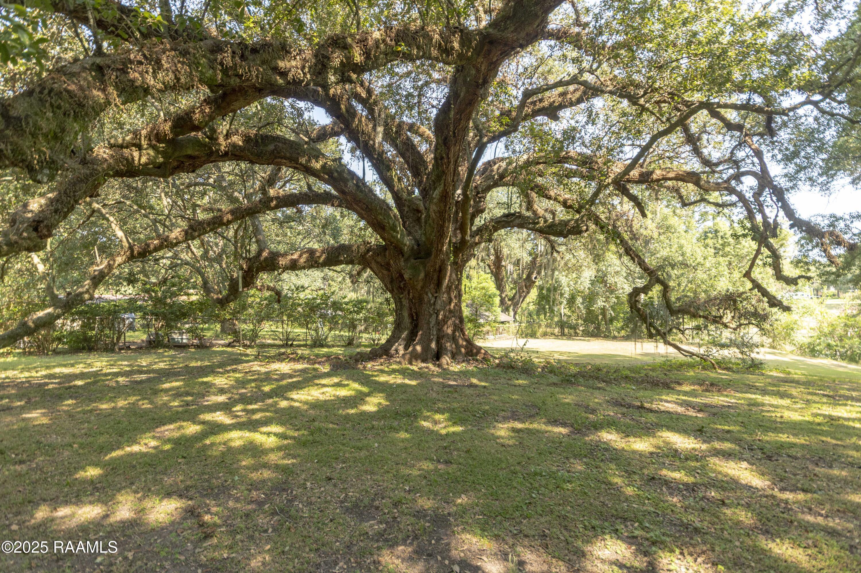 905 Loreauville Road New Iberia, LA 70563 - Photo 42 of 50 Back Yard 4