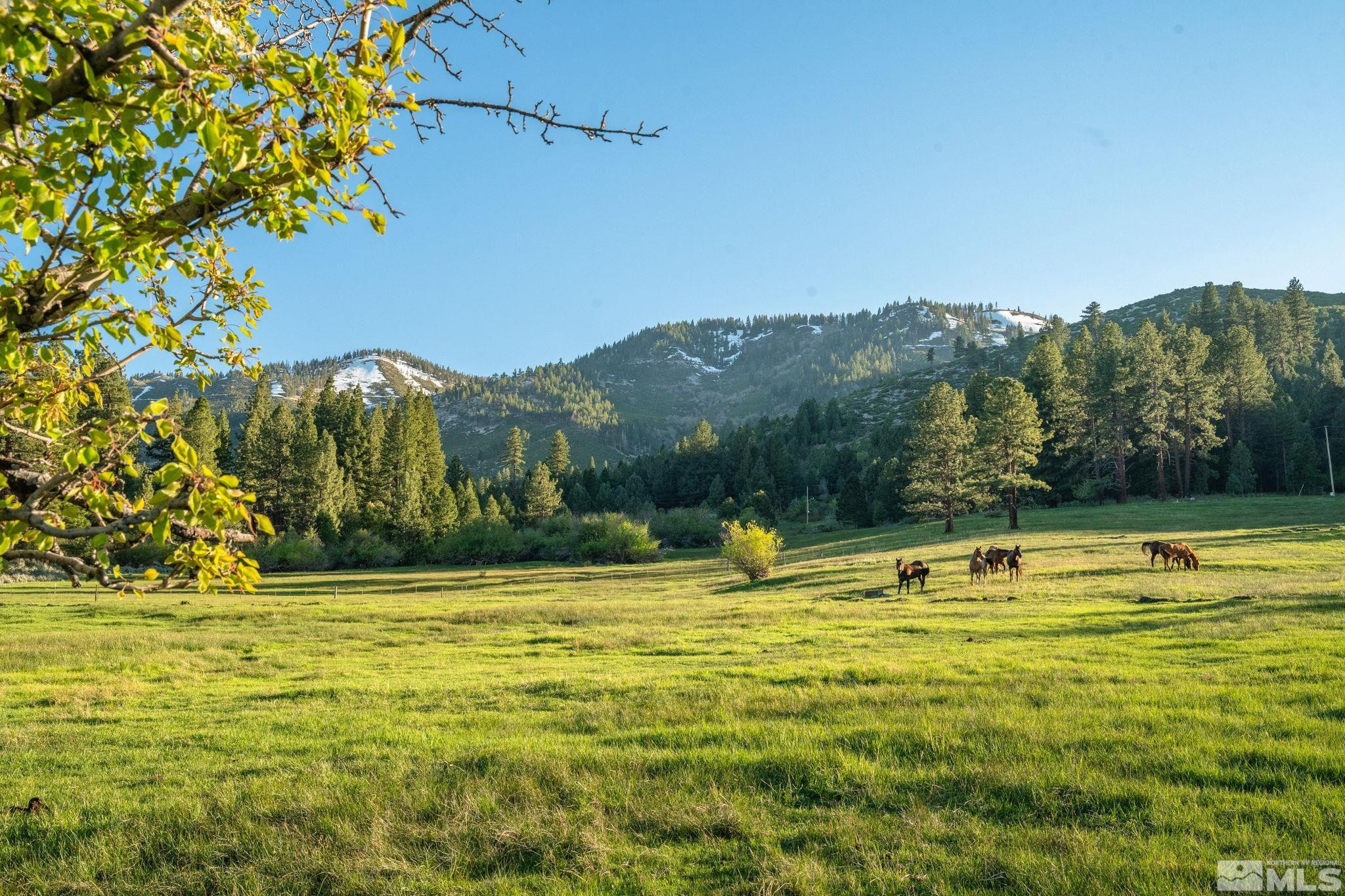 6995 Franktown Road Washoe Valley, NV 89704 - Photo 23 of 36 Photo 4